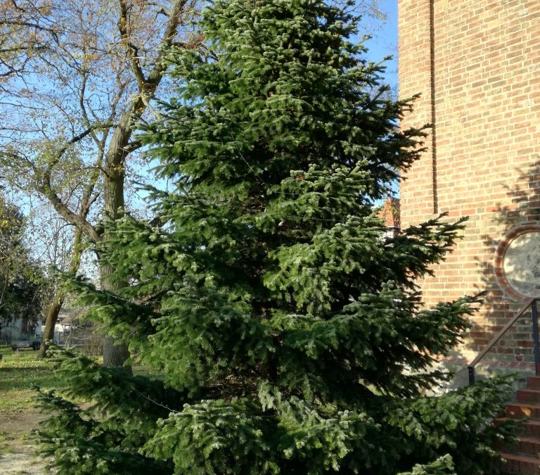30.11.2019 – Weihnachtsbäume aufgestellt